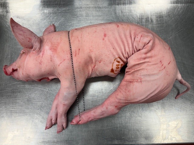 Suckling Pig WHOLE Oven Ready - Min. 11kg+ - Image 2